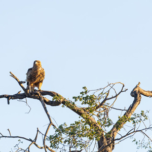 2024-04-28 - Eén of andere arend<br/>Chobe NP - Muchenje - Botswana<br/>Canon EOS R6m2 - 400 mm - f/8.0, 1/500 sec, ISO 800