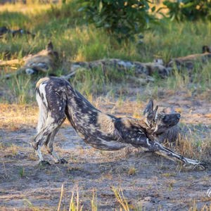 2024-05-01 - Tijd om op te staan - even rekken<br/>Kwai Lediba Camp - Kwai (Okavango Delta) - Botswana<br/>Canon EOS R6m2 - 234 mm - f/7.1, 1/250 sec, ISO 1250