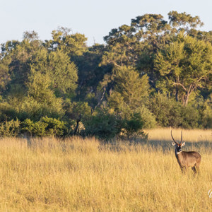 2024-05-02 - Waterbok<br/>Moremi Game Reserve - Kwai (Okavango Delta) - Botswana<br/>Canon EOS R6m2 - 400 mm - f/7.1, 1/5000 sec, ISO 6400