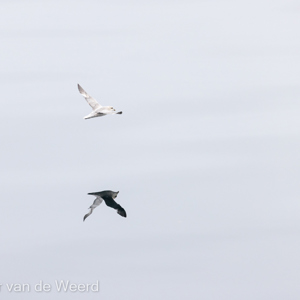 2022-07-20 - Spiegelbeeld<br/>Spitsbergen<br/>Canon EOS R5 - 400 mm - f/5.6, 1/1250 sec, ISO 800