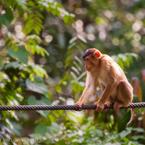 2009-08-16 - Ook de makaken kwamen een kijkje nemen<br/>Sepilok Orang-utan Rehabilitatio - Sandakan - Maleisië<br/>Canon EOS 50D - 380 mm - f/5.6, 1/640 sec, ISO 1600