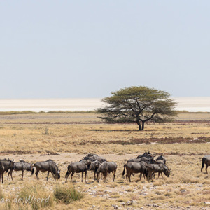 2007-08-19 - Gnoes met de Etosha-pan op de achtergrond<br/>Etosha NP - Namibie<br/>Canon EOS 30D - 100 mm - f/4.5, 1/2500 sec, ISO 200