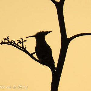 2021-10-24 - Hop in silhouet<br/>Los Girasoles bungalowpark - Playa del Inglès - Spanje<br/>Canon PowerShot SX70 HS - 247 mm - f/6.5, 1/400 sec, ISO 125