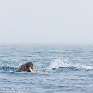 2022-07-17 - Machtig, een walrus net naast de zodiac<br/>Storoya - Spitsbergen<br/>Canon EOS R5 - 255 mm - f/8.0, 1/2000 sec, ISO 800