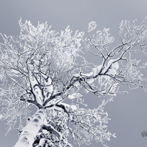 2011-02-12 - Besneeuwde boom tegen een knal-blauwe lucht<br/>Iso Syöte - Finland<br/>Canon EOS 7D - 28 mm - f/8.0, 1/30 sec, ISO 200