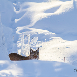 2011-02-10 - Lynx die aan het spieden is in de sneeuw<br/>Ranua Wildlife Park - Ranua - Finland<br/>Canon EOS 7D - 300 mm - f/3.2, 1/3200 sec, ISO 200