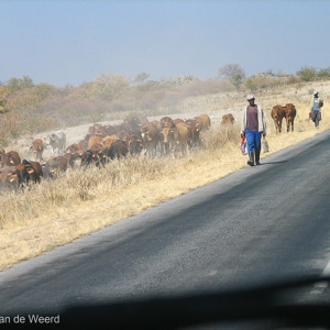 2007-08-16 - De koeien worden langs de weg verplaatst<br/>Onderweg - Brandberg - Outjo - Namibie<br/>Canon PowerShot S2 IS - 29.3 mm - f/4.0, 1/800 sec, ISO 50