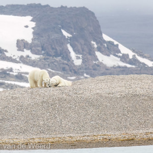 2022-07-19 - Het ijsbeer jong komt zijn moeder begroeten<br/>Torellneset - Spitsbergen<br/>Canon EOS R5 - 371 mm - f/5.6, 1/2500 sec, ISO 800