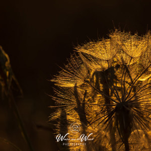 2023-04-30 - Paardenbloem in tegenlicht<br/>Villanueva de la Concepción - Spanje<br/>Canon EOS R5 - 400 mm - f/8.0, 1/2000 sec, ISO 800