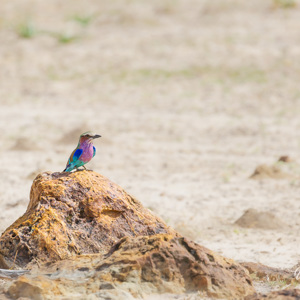 2024-04-28 - Vorkstaartscharrelaar <br/>Chobe NP - Muchenje - Botswana<br/>Canon EOS R6m2 - 371 mm - f/7.1, 1/500 sec, ISO 320