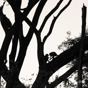 2024-05-03 - Aapjes in silhouet<br/>Moremi Game Reserve - Shorobe (Okavango Delta) - Botswana<br/>Canon EOS R6m2 - 400 mm - f/5.6, 1/1250 sec, ISO 800