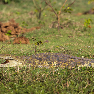 2024-04-28 - Krokodil<br/>Chobe NP - Muchenje - Botswana<br/>Canon EOS R6m2 - 400 mm - f/7.1, 1/400 sec, ISO 160