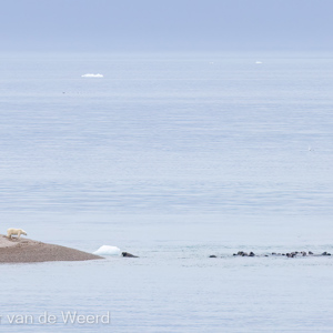 2022-07-19 - Stare-down tussen ijsbeer en walrus<br/>Torellneset - Spitsbergen<br/>Canon EOS R5 - 400 mm - f/5.6, 1/640 sec, ISO 800
