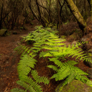 2022-11-12 - De varens wijzen de weg<br/>La Zarza en La Zarcita - La Palma - Canarische eilanden - Spanje<br/>Canon EOS R5 - 24 mm - f/11.0, 1/8 sec, ISO 800