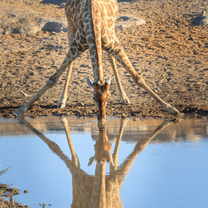 2007-08-21 - Drinken valt niet mee...<br/>Etosha NP - Namibie<br/>Canon EOS 30D - 235 mm - f/5.0, 1/800 sec, ISO 200