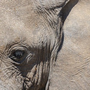 2007-08-21 - Olifantenhuid<br/>Etosha NP - Namibie<br/>Canon EOS 30D - 400 mm - f/5.6, 1/1000 sec, ISO 200