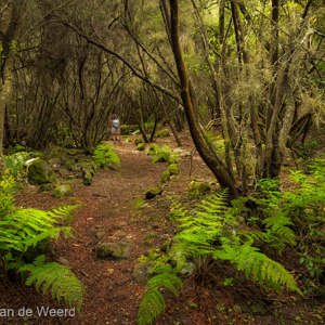 2022-11-12 - Sprookjesbos<br/>La Zarza en La Zarcita - La Palma - Canarische eilanden - Spanje<br/>Canon EOS R5 - 24 mm - f/8.0, 1/6 sec, ISO 400