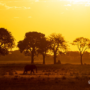 2024-04-27 - Olifant in prachtig Afrikaans licht<br/>Chobe NP - Muchenje - Botswana<br/>Canon EOS R6m2 - 300 mm - f/5.6, 1/500 sec, ISO 100