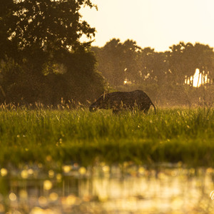 2024-04-30 - Het miegelde van de insecten, rondom de olfant<br/>Kala Camp - Okavango Delta - Botswana<br/>Canon EOS R6m2 - 400 mm - f/7.1, 1/1250 sec, ISO 800