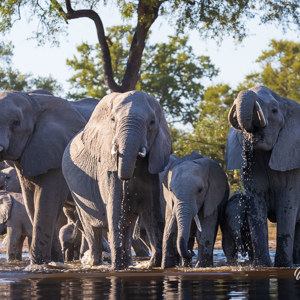 2024-05-02 - Olifanten gezien vanuit een kano - indrukwekkend!<br/>Kwai rivier - Kwai (Okavango Delta) - Botswana<br/>Canon EOS R5 - 176 mm - f/7.1, 1/200 sec, ISO 320
