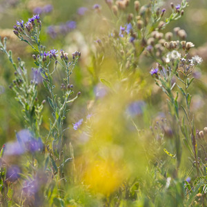2024-05-03 - Hier en daar waren er -toch ook- mooie bloemen<br/>Moremi Game Reserve - Shorobe (Okavango Delta) - Botswana<br/>Canon EOS R6m2 - 400 mm - f/7.1, 1/1000 sec, ISO 800