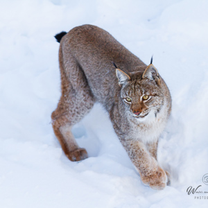 2011-02-10 - Lynx in de sneeuw<br/>Ranua Wildlife Park - Ranua - Finland<br/>Canon EOS 7D - 300 mm - f/3.2, 1/800 sec, ISO 200