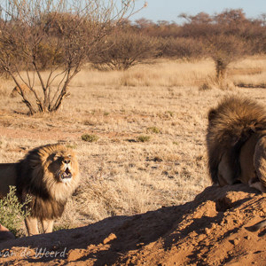 2007-08-24 - Wie is de sterkste?<br/>Okonjima Lodge / Africat Foundat - Otjiwarongo - Namibie<br/>Canon EOS 30D - 105 mm - f/8.0, 1/500 sec, ISO 200