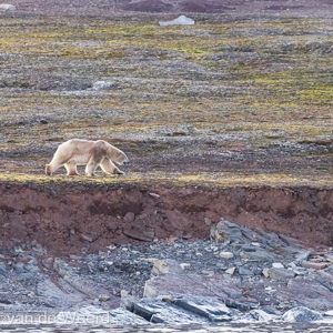 2022-07-15 - Op zoek naar een plek om het water in te kunnen gaan<br/>Spitsbergen<br/>Canon EOS R5 - 400 mm - f/5.6, 1/640 sec, ISO 800