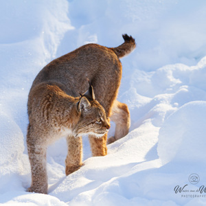 2011-02-10 - Lynx in de sneeuw en zon<br/>Ranua Wildlife Park - Ranua - Finland<br/>Canon EOS 7D - 300 mm - f/2.8, 1/1000 sec, ISO 200