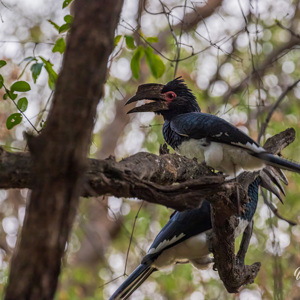 2024-04-25 - Trompetneushoornvogel<br/>Victoria Falls - Victoria Falls - Zimbabwe<br/>Canon EOS R5 - 300 mm - f/7.1, 1/13 sec, ISO 4000