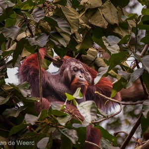 2009-08-21 - Deze orang-oetan zat vlakbij de lodge in een boom<br/>Borneo Rainforest Lodge - Danum Valley - Maleisië<br/>Canon EOS 50D - 400 mm - f/6.3, 1/500 sec, ISO 1600