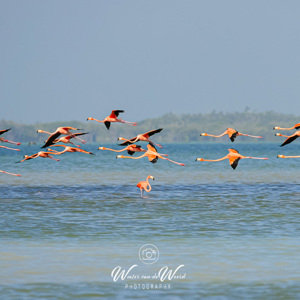 2008-07-11 - Te dichtbij, dan vlogen ze er weer vandoor<br/>Boot-excursie naar de flamingos - Rio Lagartos - Mexico<br/>Canon EOS 30D - 400 mm - f/7.1, 1/1600 sec, ISO 200