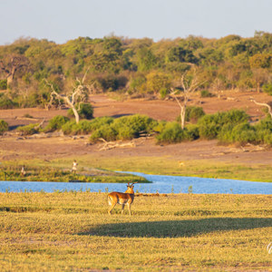 2024-04-27 - Impala in mooi warm licht<br/>Chobe NP - Muchenje - Botswana<br/>Canon EOS R6m2 - 360 mm - f/7.1, 1/500 sec, ISO 1250