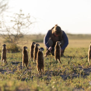 2024-05-04 - Carin bij de stokstaartjes<br/>Makgadikgadi NP - Gweta - Botswana<br/>Canon EOS R6m2 - 248 mm - f/6.3, 1/3200 sec, ISO 3200