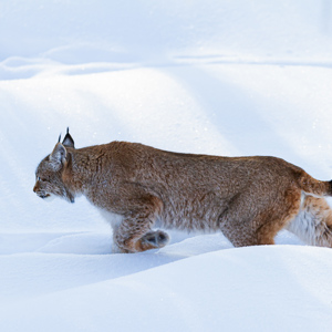 2011-02-10 - Lynx in de sneeuw op jacht<br/>Ranua Wildlife Park - Ranua - Finland<br/>Canon EOS 7D - 300 mm - f/3.2, 1/640 sec, ISO 200