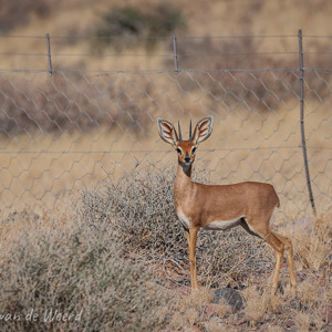 2007-08-12 - Steenbok<br/>Onderweg - Sesriem - Solitair - Namibie<br/>Canon EOS 30D - 400 mm - f/8.0, 1/1250 sec, ISO 200