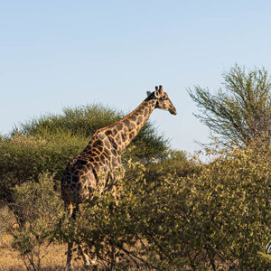 2024-05-06 - Deze giraf had een behoorlijk donkere tekening<br/>Deception Valley Lodge - Central Kalahari Game Reserve - Botswana<br/>Canon EOS R6m2 - 135 mm - f/6.3, 1/500 sec, ISO 100