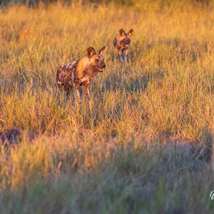 2024-05-01 - De wilde honden waren nogal gefocused<br/>Kwai Lediba Camp - Kwai (Okavango Delta) - Botswana<br/>Canon EOS R6m2 - 371 mm - f/6.3, 1/1600 sec, ISO 6400