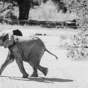 2024-05-02 - Lichtvoetig olifantje<br/>Moremi Game Reserve - Kwai (Okavango Delta) - Botswana<br/>Canon EOS R6m2 - 330 mm - f/5.6, 1/1250 sec, ISO 1000