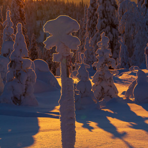 2011-02-12 - Laagstaande zon en besneeuwde bomen<br/>Iso Syöte - Finland<br/>Canon EOS 7D - 75 mm - f/8.0, 1/250 sec, ISO 200