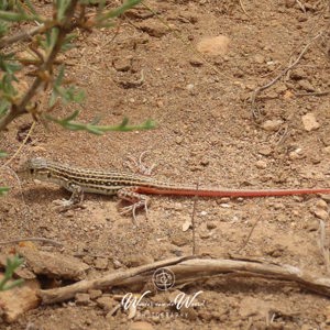 2023-04-22 - Hagedisje met rode staart<br/>Wandeling bij Centro de visitant - Retamar - Cabo de Gata - Spanje<br/>Canon PowerShot SX70 HS - 77.5 mm - f/5.6, 1/500 sec, ISO 100