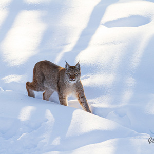 2011-02-10 - Lynx in de sneeuw<br/>Ranua Wildlife Park - Ranua - Finland<br/>Canon EOS 7D - 300 mm - f/3.2, 1/1600 sec, ISO 200