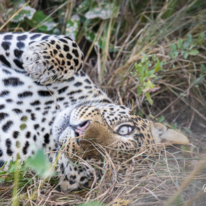 2024-05-01 - Oogcontant met de luipaard<br/>Kwai Lediba Camp - Kwai (Okavango Delta) - Botswana<br/>Canon EOS R6m2 - 349 mm - f/7.1, 1/400 sec, ISO 10000
