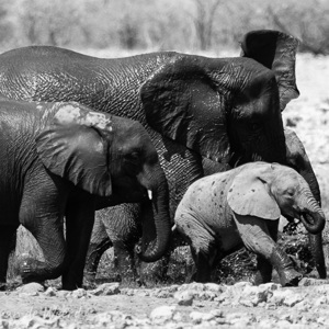 2007-08-19 - Het kleintje was nog droog gebleven...<br/>Etosha NP - Namibie<br/>Canon EOS 30D - 400 mm - f/5.6, 1/800 sec, ISO 200