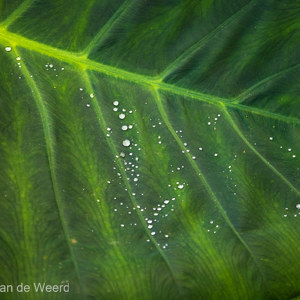 2022-11-07 - Waterdruppeltjes<br/>Wandelroute bij Los Sauces - La Palma - Canarische eilanden - Spanje<br/>Canon EOS R5 - 312 mm - f/5.6, 1/160 sec, ISO 1600