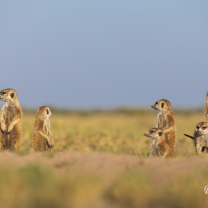 2024-05-04 - Hou jij links in de gaten, dan kijk ik rechts<br/>Makgadikgadi NP - Gweta - Botswana<br/>Canon EOS R6m2 - 263 mm - f/6.3, 1/400 sec, ISO 160