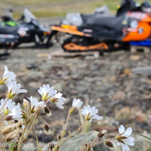 2022-07-13 - Er bloeide een paar bloemetjes<br/>Longyearbyen - Svalbard and Jan Mayen<br/>SM-G981B - 5.9 mm - f/2.0, 0.01 sec, ISO 32