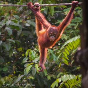 2009-08-16 - Apenkooien, iemand?<br/>Sepilok Orang-utan Rehabilitatio - Sandakan - Maleisië<br/>Canon EOS 50D - 400 mm - f/5.6, 1/640 sec, ISO 1600