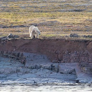 2022-07-15 - De rand was toch iets te steil<br/>Spitsbergen<br/>Canon EOS R5 - 400 mm - f/7.1, 1/640 sec, ISO 800