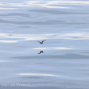 2022-07-20 - Middelste jager, in spiegelbeeld<br/>Spitsbergen<br/>Canon EOS R5 - 400 mm - f/5.6, 1/3200 sec, ISO 800